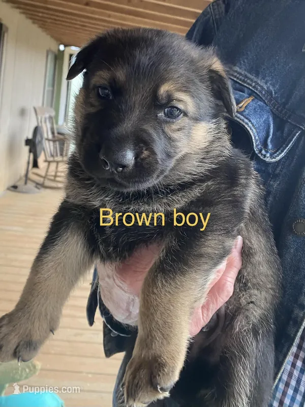 Brown boy
