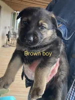 Brown boy, a male German Shepherd Dog for sale in Westminster, SC – Photo 1 of 8