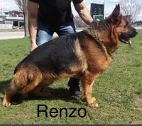 Brown boy, a male German Shepherd Dog for sale in Westminster, SC – Photo 6 of 8