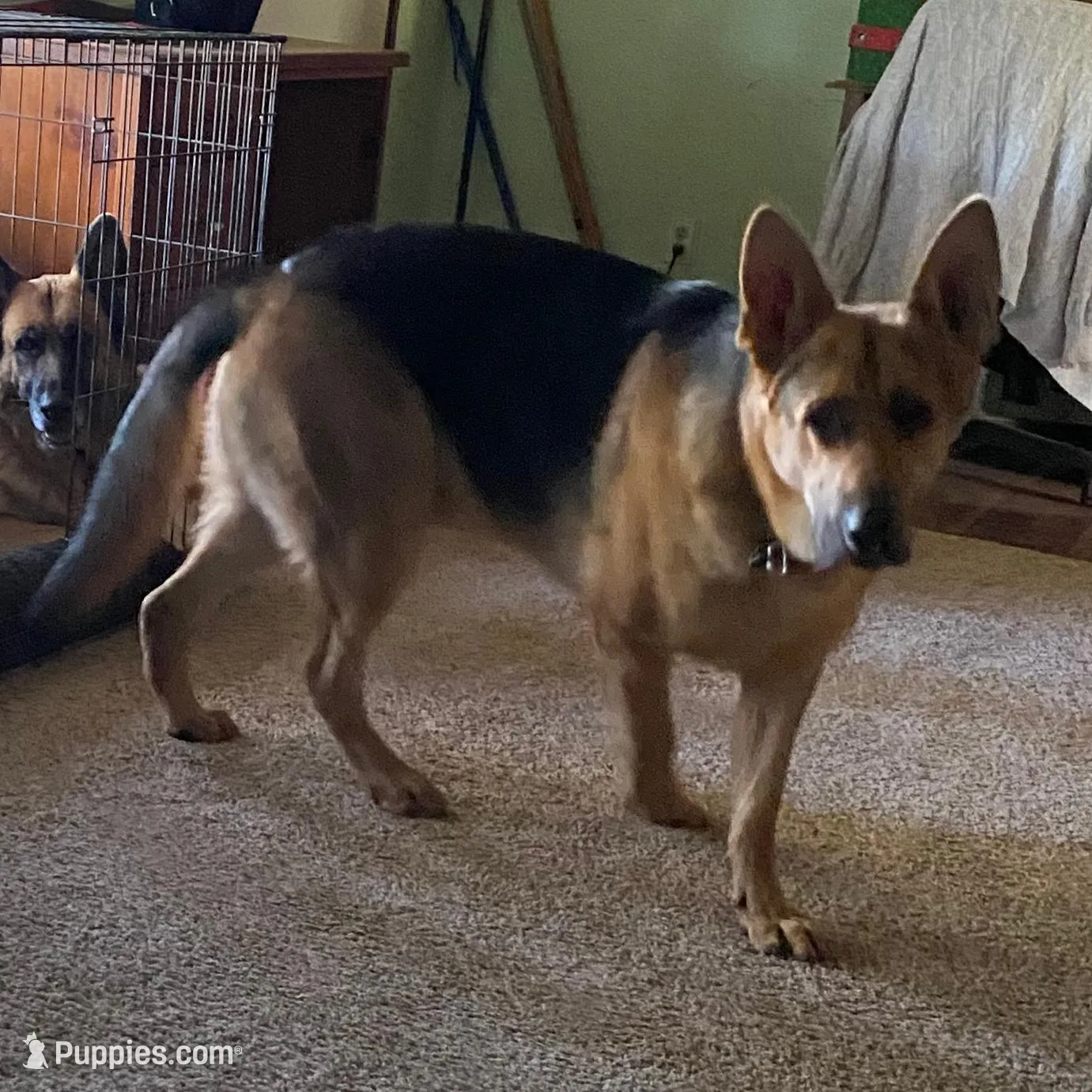 Pink girl, a female German Shepherd Dog for sale in Westminster, SC – Photo 3 of 8