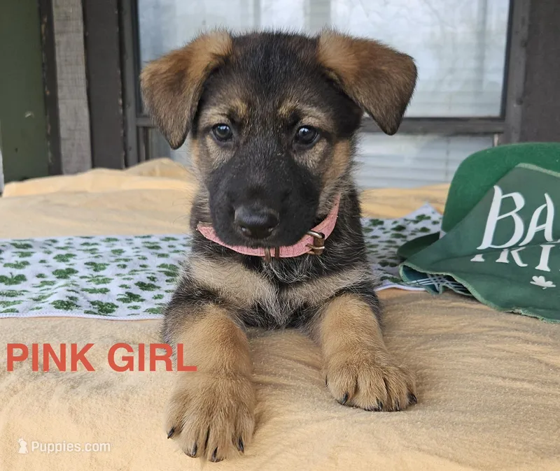 Pink girl – German Shepherd Dog puppy for sale in Westminster, SC