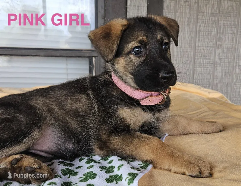 Pink girl – German Shepherd Dog puppy for sale in Westminster, SC