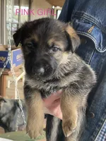 Pink girl, a female German Shepherd Dog for sale in Westminster, SC – Photo 1 of 8