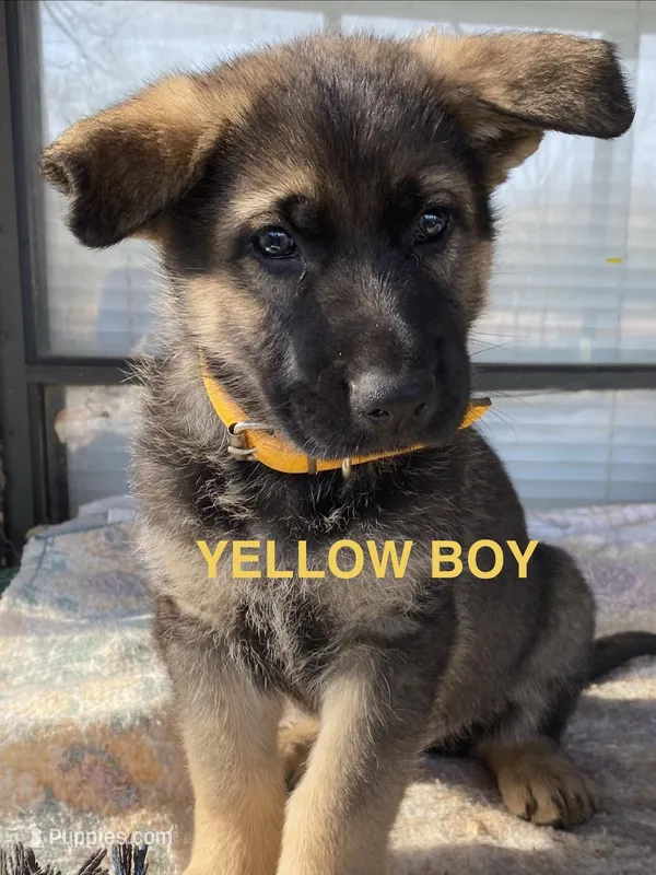 Yellow boy