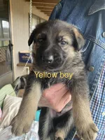 Yellow boy, a male German Shepherd Dog for sale in Westminster, SC – Photo 1 of 8