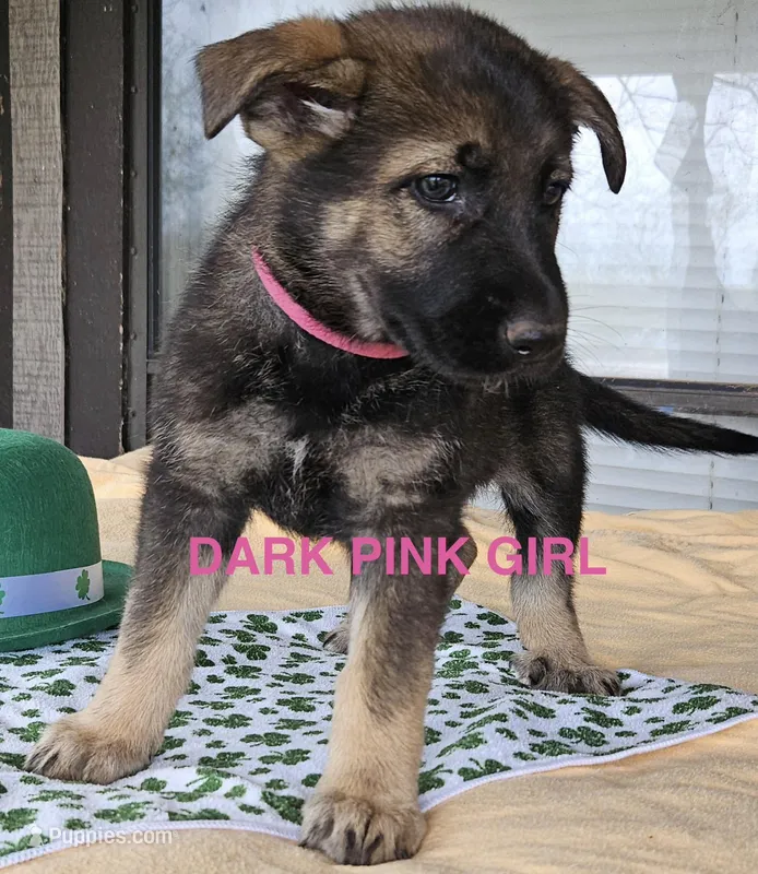 Dark Pink – German Shepherd Dog puppy for sale in Westminster, SC