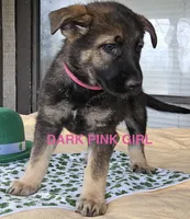 Dark Pink Girl, a female German Shepherd Dog for sale in Westminster, SC – Photo 1 of 6