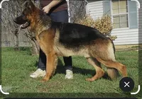 Dark Pink Girl, a female German Shepherd Dog for sale in Westminster, SC – Photo 5 of 6
