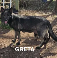 Dark Pink Girl, a female German Shepherd Dog for sale in Westminster, SC – Photo 4 of 6