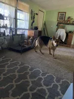 Dark Pink, a female German Shepherd Dog for sale in Westminster, SC – Photo 3 of 8