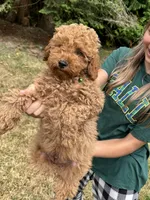 Rex, a male Poodle - Miniature  for sale in Bellingham, WA – 3 of 5