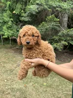 Spike, a male Poodle - Miniature  for sale in Bellingham, WA – 2 of 5