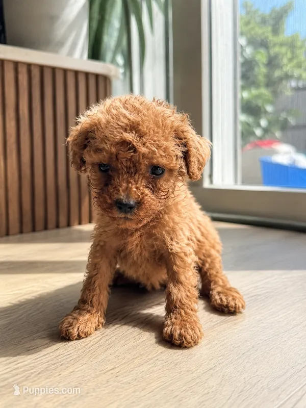 Tiny – Poodle - Toy , Poodle - Miniature  puppy for sale in Bellingham, WA