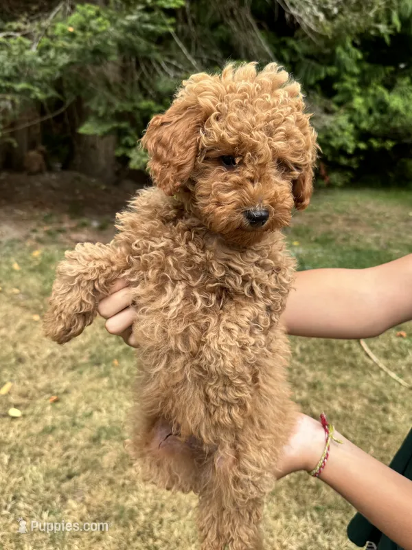 Rex – Poodle - Miniature  puppy for sale in Bellingham, WA