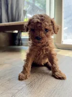 Tiny, a male Poodle - Toy  and Poodle - Miniature  for sale in Bellingham, WA – 3 of 3