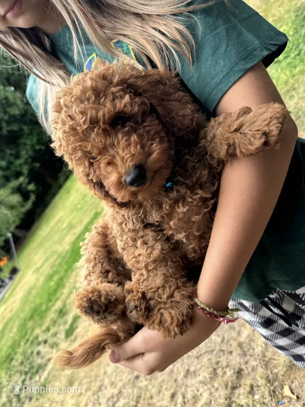 Dexter  – Poodle - Miniature  puppy for sale in Bellingham, WA