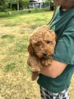 Rex, a male Poodle - Miniature  for sale in Bellingham, WA – 2 of 5