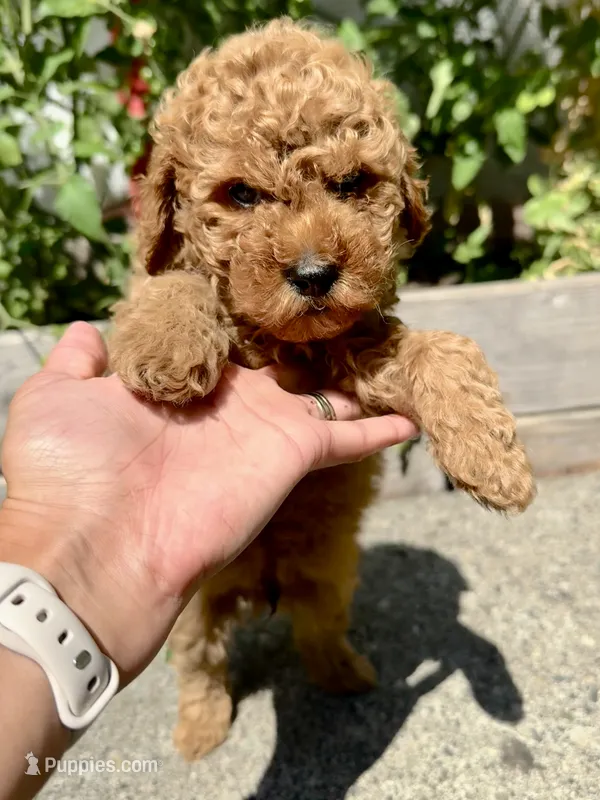 Rex – Poodle - Miniature  puppy for sale in Bellingham, WA