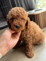 Dexter , a male Poodle - Miniature  for sale in Bellingham, WA – 2 of 3