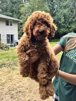 Dexter , a male Poodle - Miniature  for sale in Bellingham, WA – 2 of 6