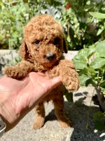 Spike, a male Poodle - Miniature  for sale in Bellingham, WA – 2 of 3
