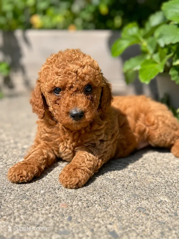Spike – Poodle - Miniature  puppy for sale in Bellingham, WA
