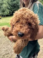 Dexter , a male Poodle - Miniature  for sale in Bellingham, WA – 3 of 6