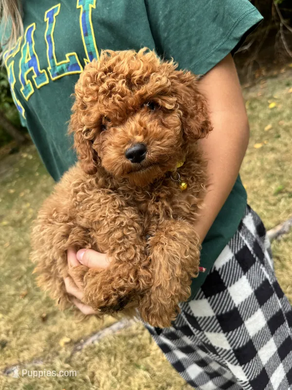 Honey – Poodle - Miniature  puppy for sale in Bellingham, WA