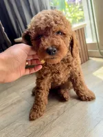 Dexter , a male Poodle - Miniature  for sale in Bellingham, WA – 3 of 3