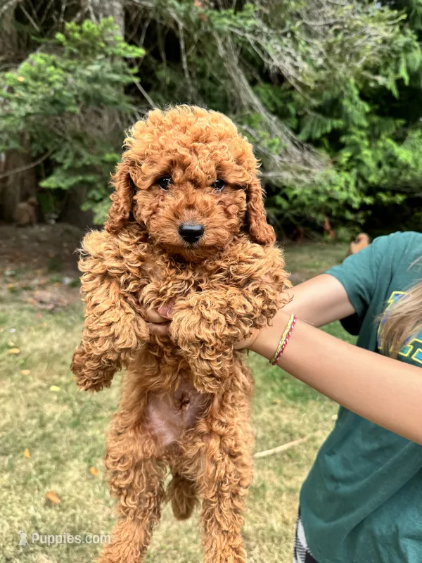 Spike – Poodle - Miniature  puppy for sale in Bellingham, WA