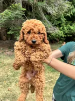 Spike, a male Poodle - Miniature  for sale in Bellingham, WA – 1 of 5