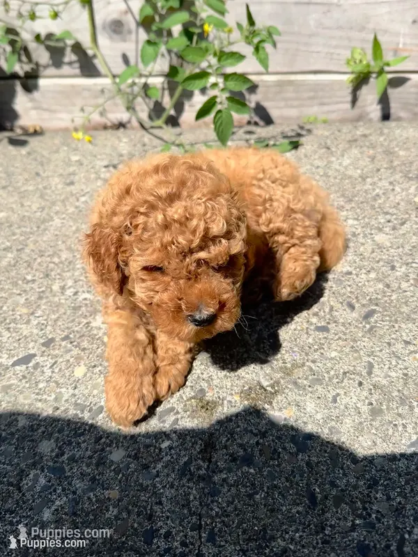 Rex – Poodle - Miniature  puppy for sale in Bellingham, WA