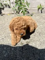 Rex, a male Poodle - Miniature  for sale in Bellingham, WA – 2 of 2