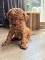 Tiny, a male Poodle - Toy  and Poodle - Miniature  for sale in Bellingham, WA – 2 of 3