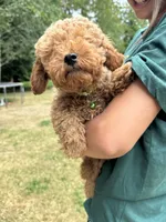 Rex, a male Poodle - Miniature  for sale in Bellingham, WA – 4 of 5