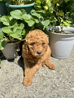 Spike, a male Poodle - Miniature  for sale in Bellingham, WA – 3 of 3