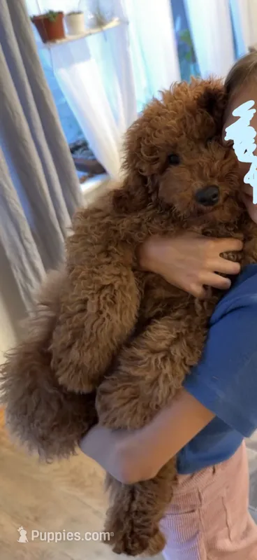 Dexter  – Poodle - Miniature  puppy for sale in Bellingham, WA