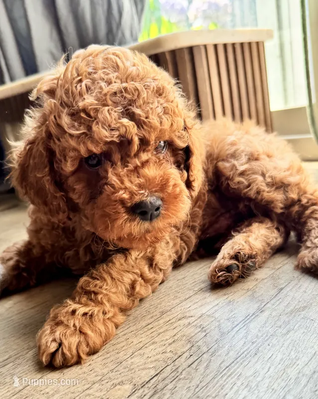 Honey – Poodle - Miniature  puppy for sale in Bellingham, WA