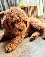 Honey, a male Poodle - Miniature  for sale in Bellingham, WA – 1 of 1