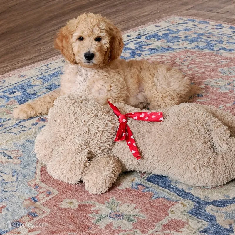 Little Foot – Goldendoodle puppy for sale in Rio Rancho, NM
