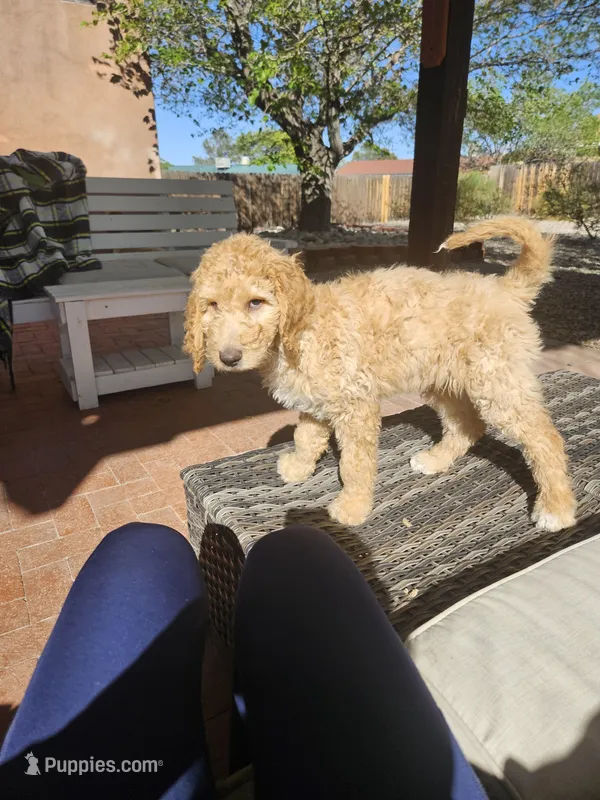 Little Foot – Goldendoodle puppy for sale in Rio Rancho, NM