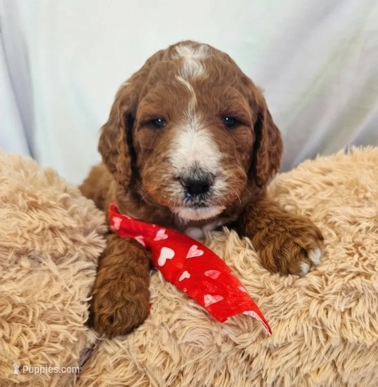 Ranger – Goldendoodle, Poodle - Standard  puppy for sale in Rio Rancho, NM
