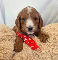 Ranger, a male Goldendoodle and Poodle - Standard  for sale in Rio Rancho, NM – 1 of 2