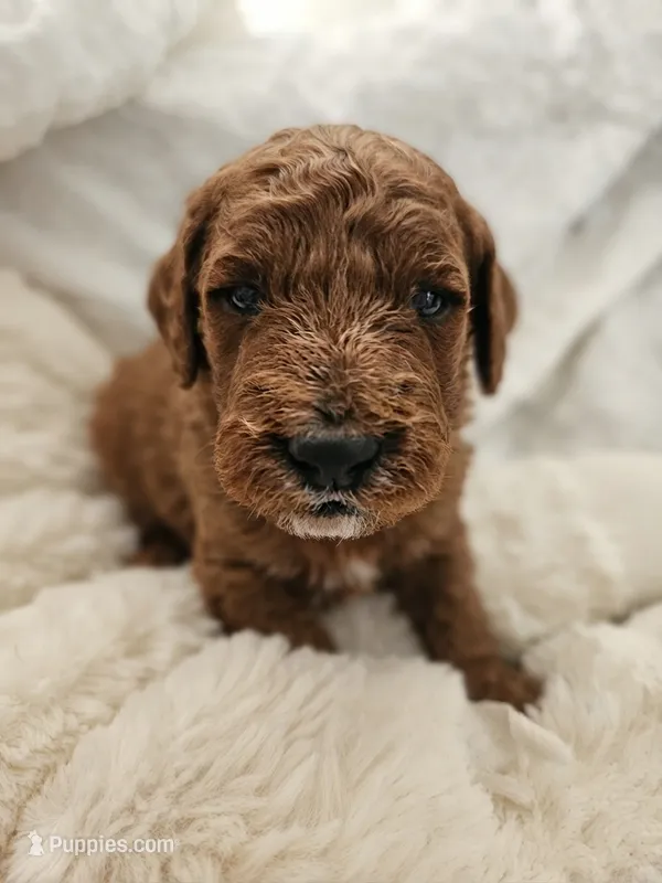 Allie – Goldendoodle, Poodle - Miniature  puppy for sale in Rio Rancho, NM