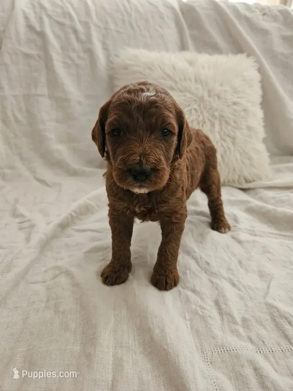 Dixie – Goldendoodle, Poodle - Miniature  puppy for sale in Rio Rancho, NM