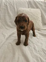 Dixie, a female Goldendoodle and Poodle - Miniature  for sale in Rio Rancho, NM – 1 of 1