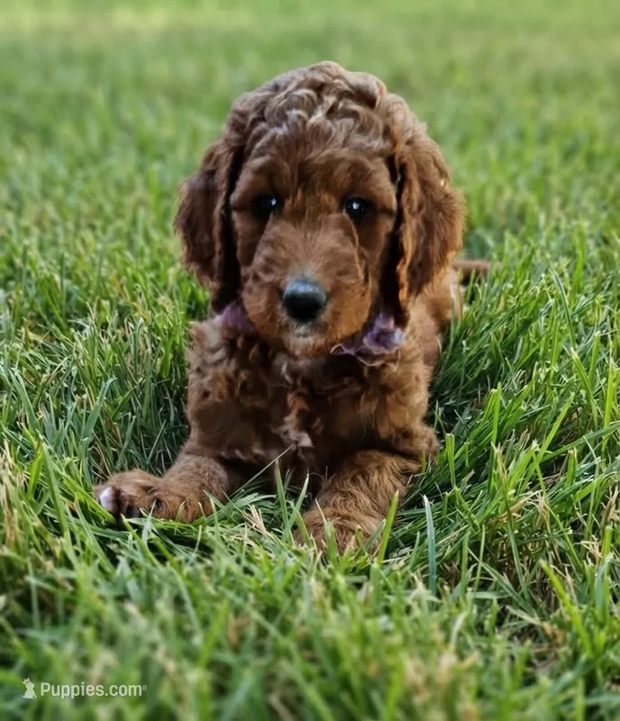 Bebe – Goldendoodle, Poodle - Miniature  puppy for sale in Rio Rancho, NM