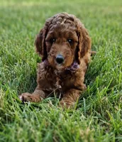 Bebe, a female Goldendoodle and Poodle - Miniature  for sale in Rio Rancho, NM – 1 of 3