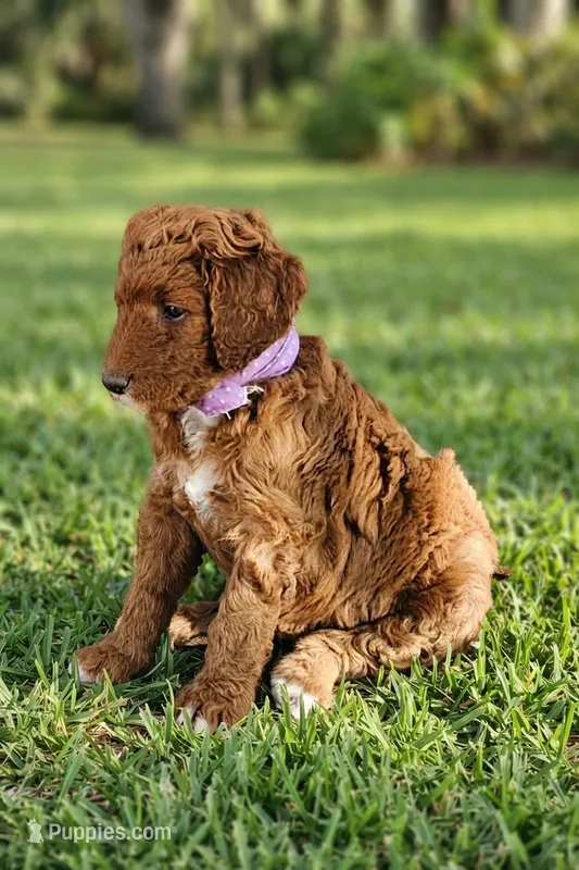 Bebe – Goldendoodle, Poodle - Miniature  puppy for sale in Rio Rancho, NM