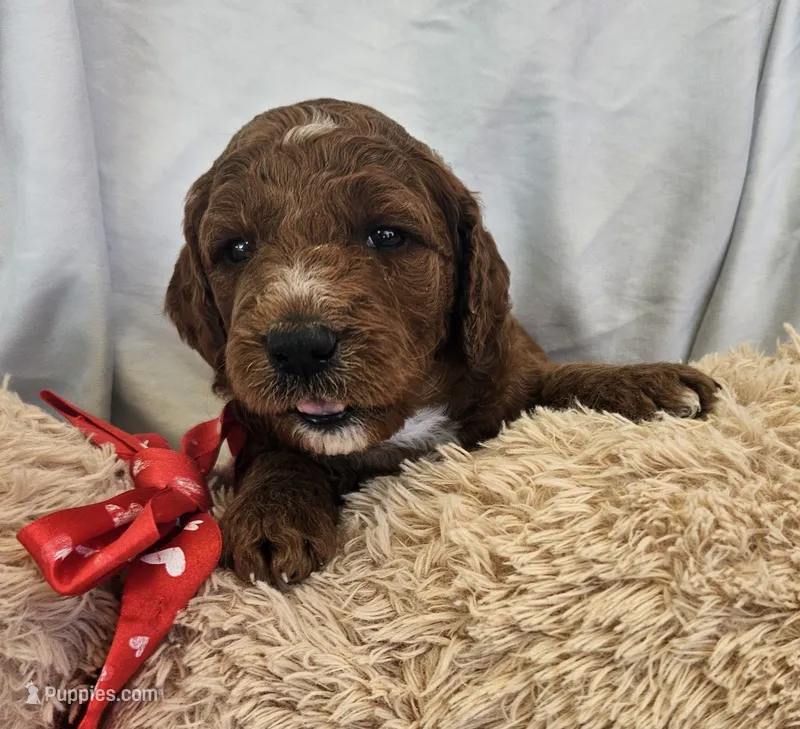 Zeke – Goldendoodle, Poodle - Standard  puppy for sale in Rio Rancho, NM